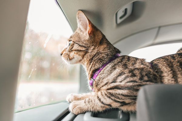 Road Trip Tips for Traveling with Pets